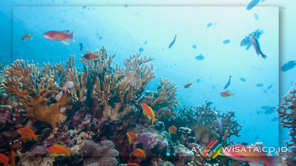 Habitat Hidup Beragam Biota Laut