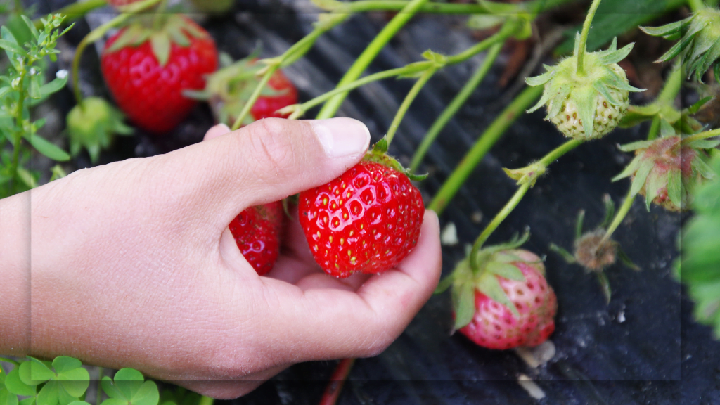 Memahami Cara Petik Strawberry