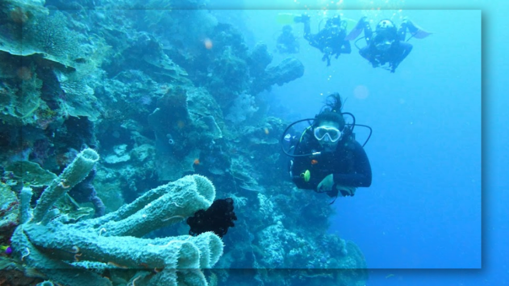 Kehidupan Bawah Laut yang Kaya