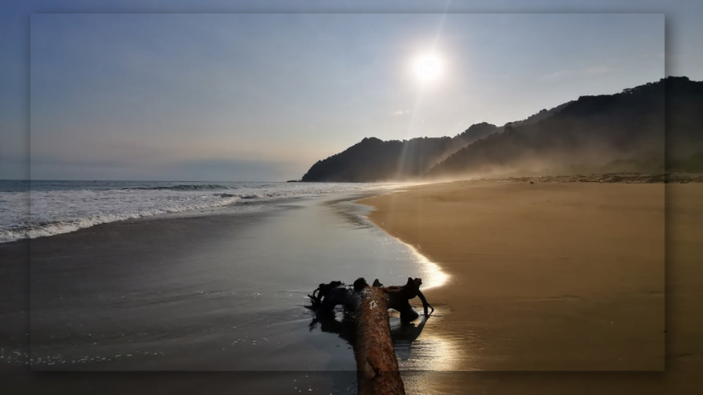 Mengenal Sejarah Pantai Sukamade di Banyuwangi