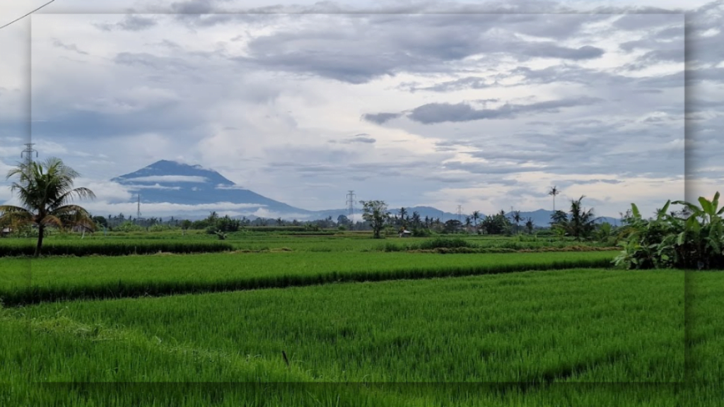 Panorama Sawah dan Gunung