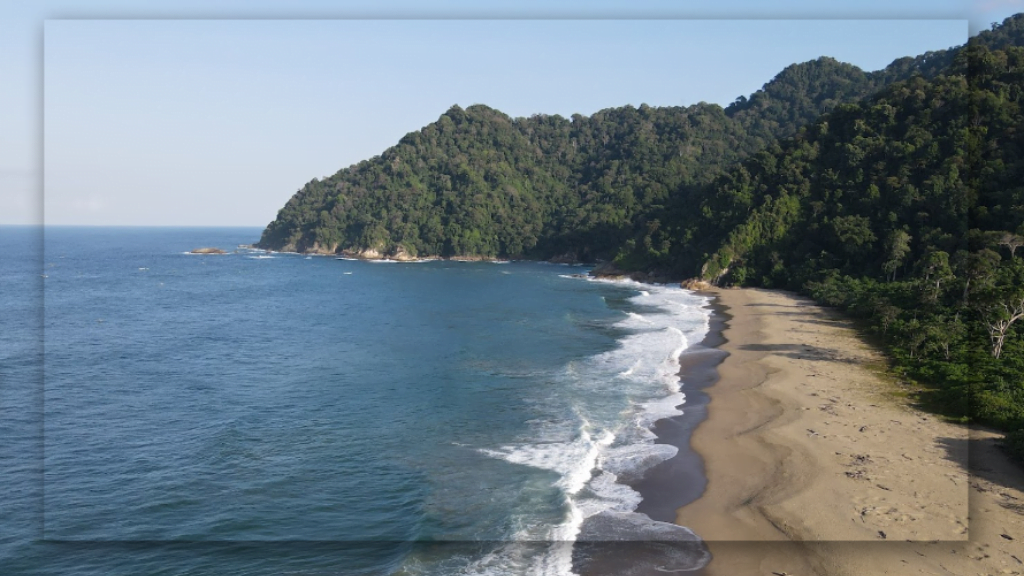 Pantai Sukamade di Banyuwangi: Pengalaman Unik yang Bisa Kamu Dapatkan Ketika Berlibur