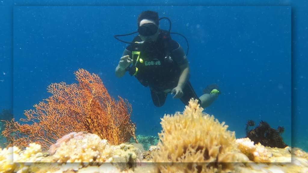 Kehidupan Bawah Laut yang Memukau