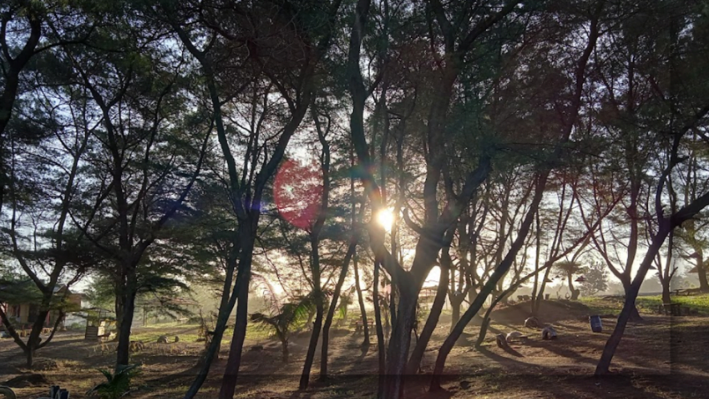 Kehijauan Hutan Pantai