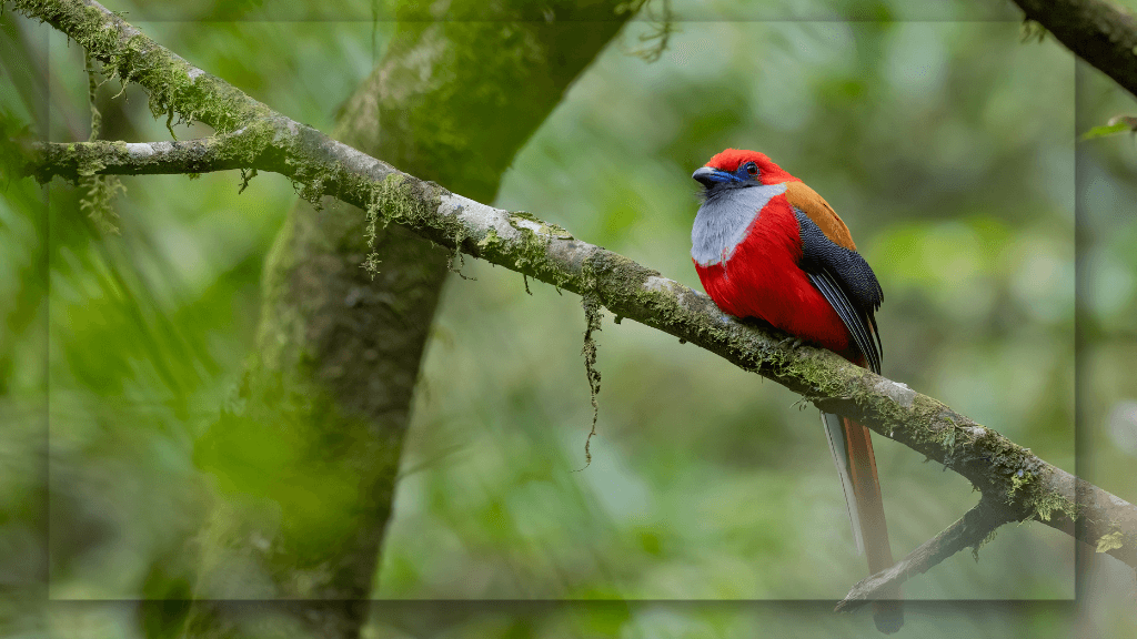 Flora dan Fauna yang Beragam