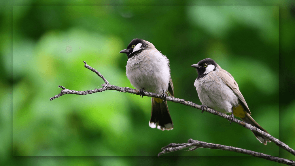 Keanekaragaman Flora dan Fauna