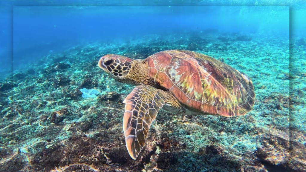 Aktivitas Seru yang Bisa Dilakukan di Crystal Bay Beach