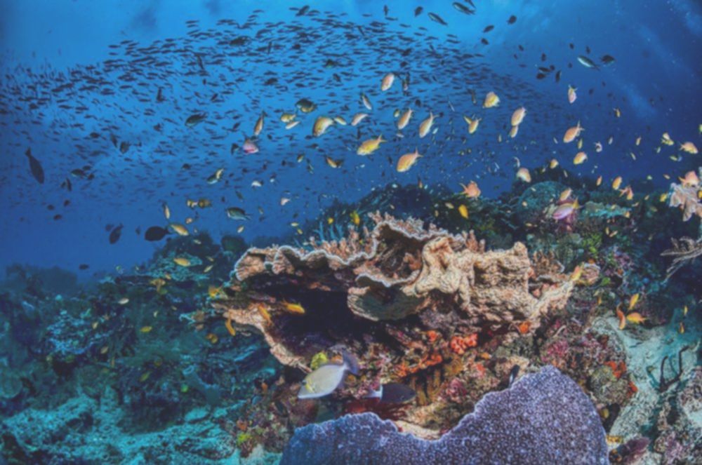 Raja Ampat: Surga Bawah Laut! Ini 7 Kekayaan yang Wajib Kamu Tahu