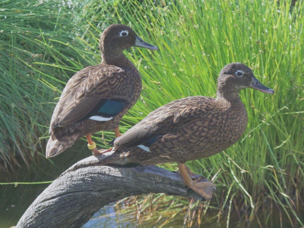 Miris! 5 Burung Endemik Hawaii Ini di Ambang Kepunahan