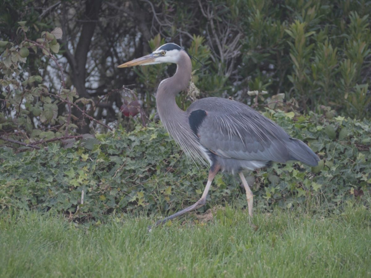 5 Fakta Menarik Ardea Herodias, si Bangau Biru Besar yang Elegan