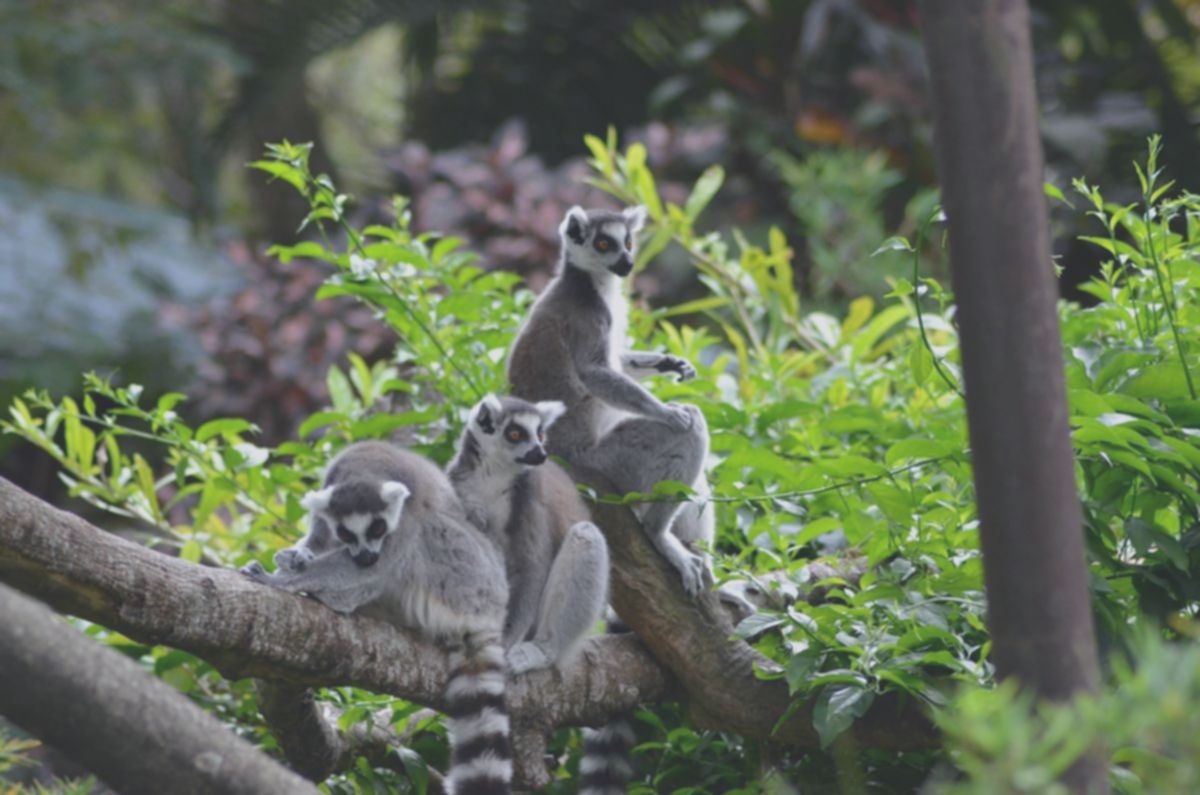 Rahasia Keanekaragaman Hayati: 5 Negara dengan Spesies Endemik Terbanyak