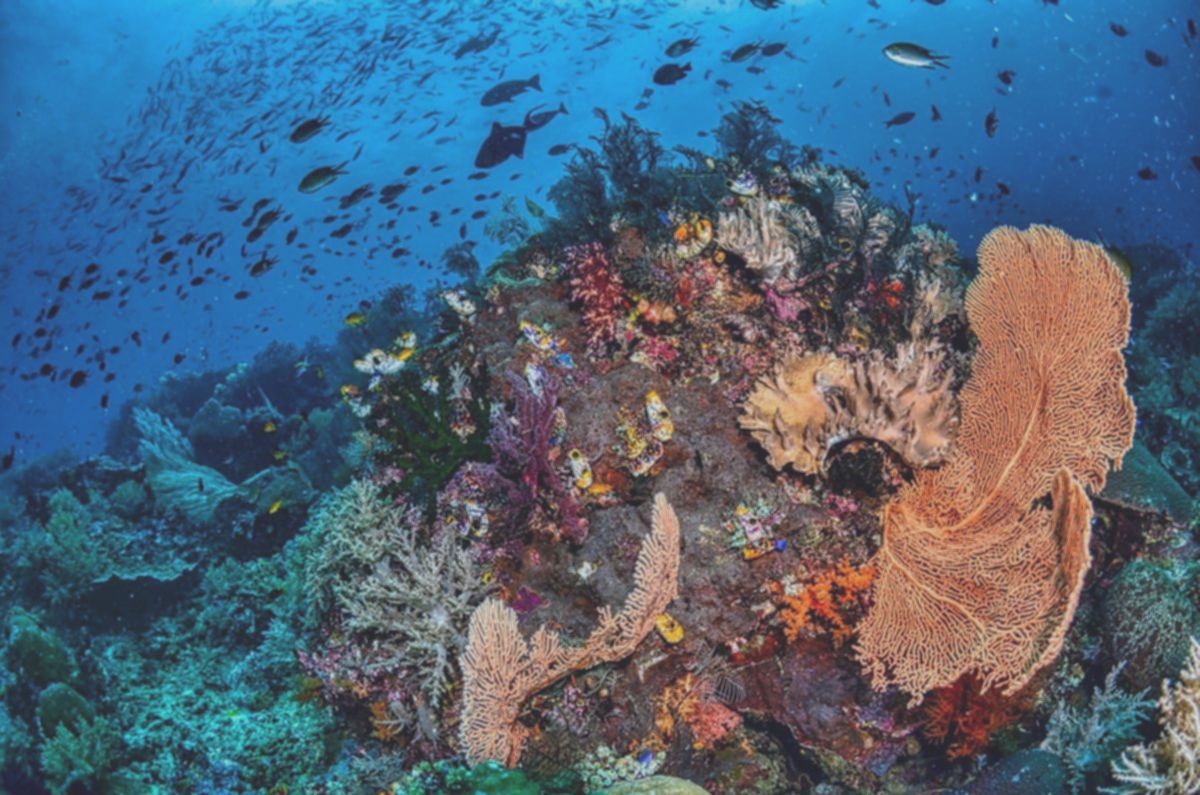 Raja Ampat: 5 Kunci Konservasi Terumbu Karang Global yang Wajib Tahu!