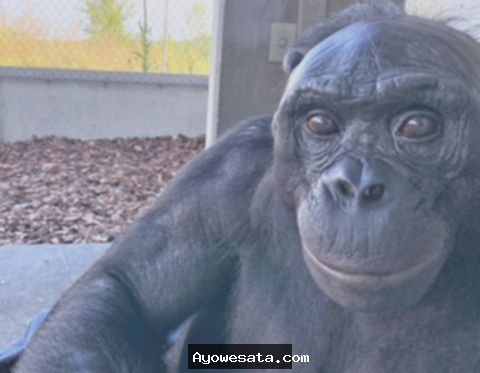 Kanzi, Bonobo yang Bisa ‘Bicara’ dan Paham Bahasa Manusia, Mati